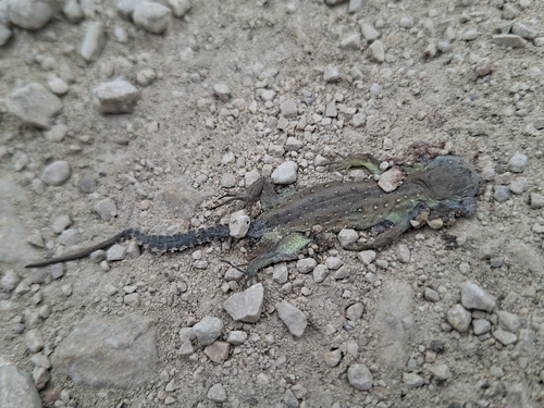 Sand Lizard