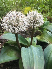 Allium karataviense