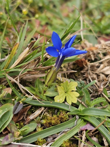 spring gentian