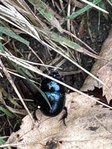 Woodland Dor Beetle