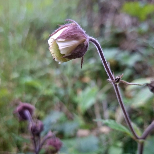 Water Avens