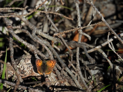 Small Copper