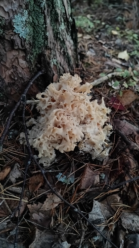 Cauliflower Fungus