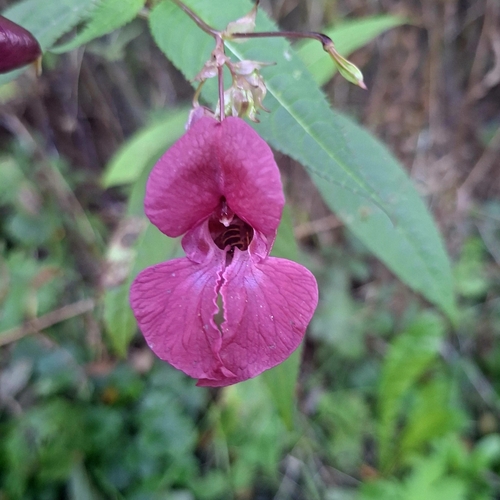 Himalayan balsam