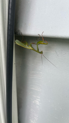European Mantis