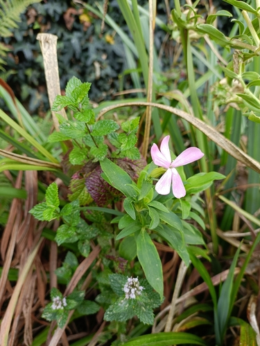 common soapwort