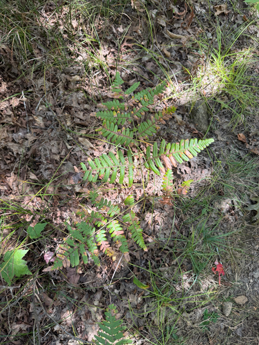 common bracken