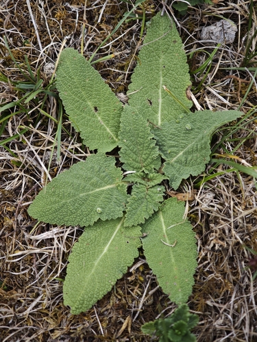 Meadow Sage