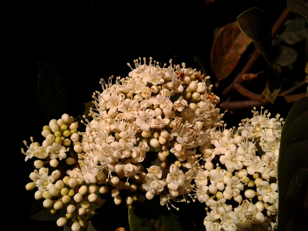 Viburnum triphyllum (Viburnum triphyllum)