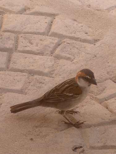 iNaturalist image