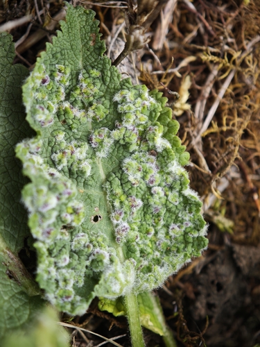 Aceria salviae