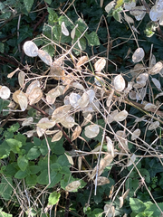 (c) jhatfield, some rights reserved (CC BY) Lunaria annua, photograph (c) jhatfield, some rights reserved (CC BY)