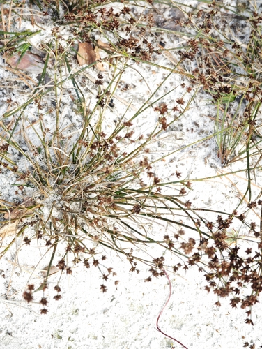 Juncus articulatus, photograph 1