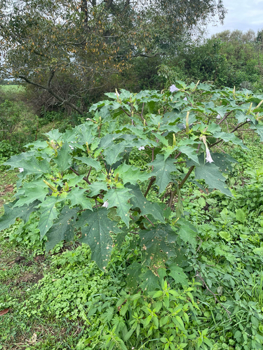 jimsonweed