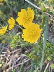 Potentilla aurea