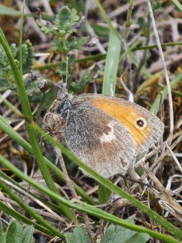 Small Heath