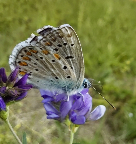 Adonis Blue