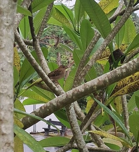 House Sparrow