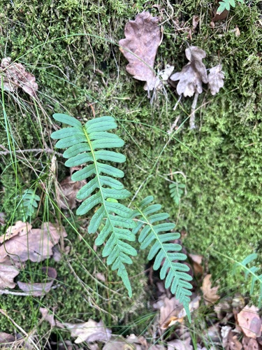 common polypody