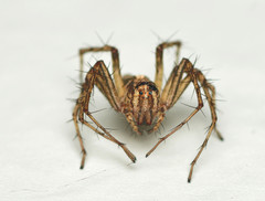 Oxyopes acleistus