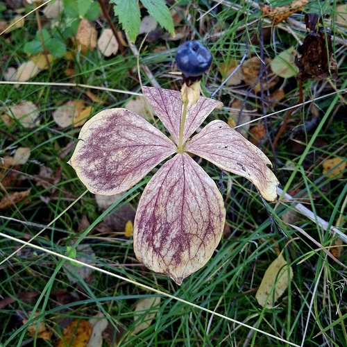 Herb Paris