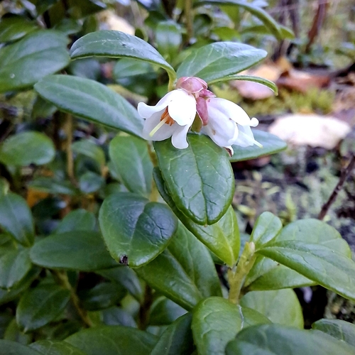 Lingonberry