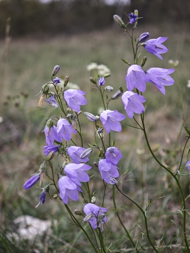 Common Harebell