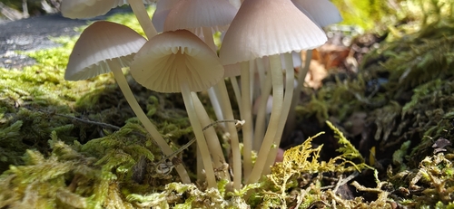 beautiful bonnet