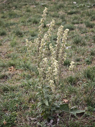 White Mullein
