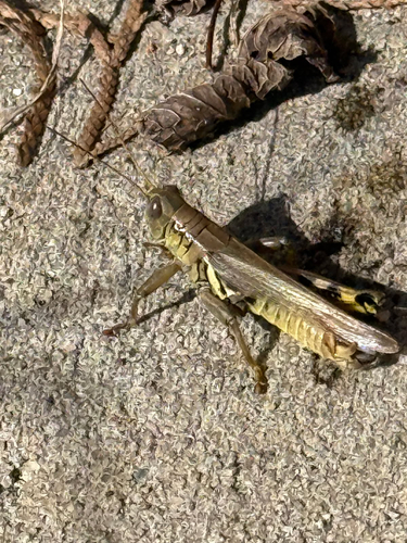 Differential Grasshopper