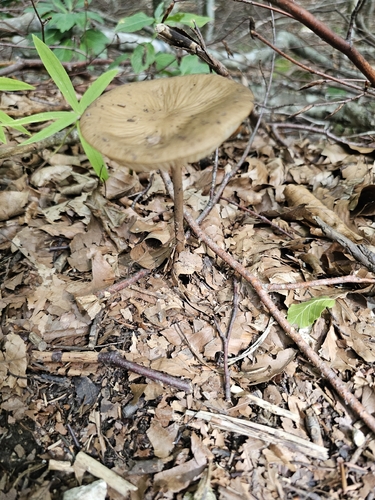 rooting shank