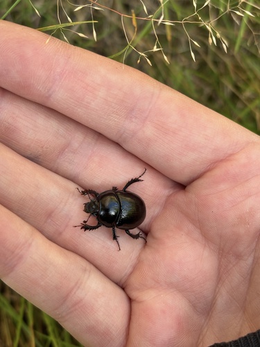 Woodland Dor Beetle