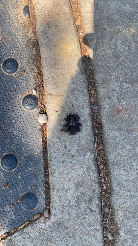 Audouin's Trapdoor Spider