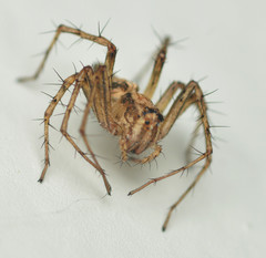 Oxyopes acleistus