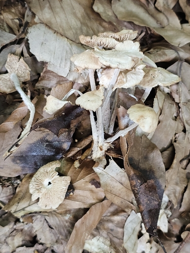 clustered toughshank