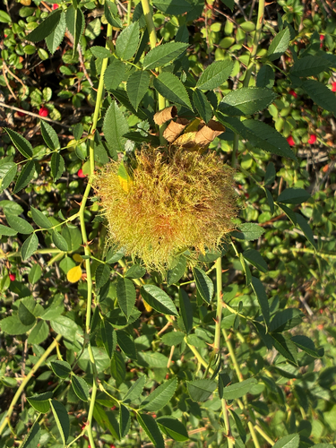Mossy Rose Gall Wasp