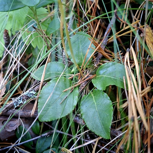 one-sided wintergreen