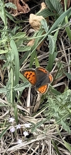 Small Copper