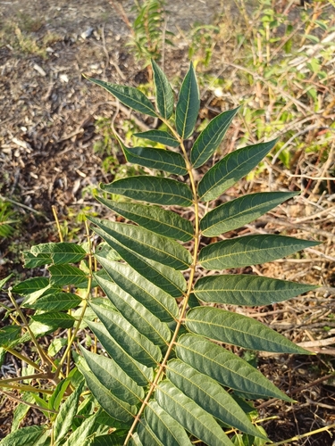 tree-of-heaven