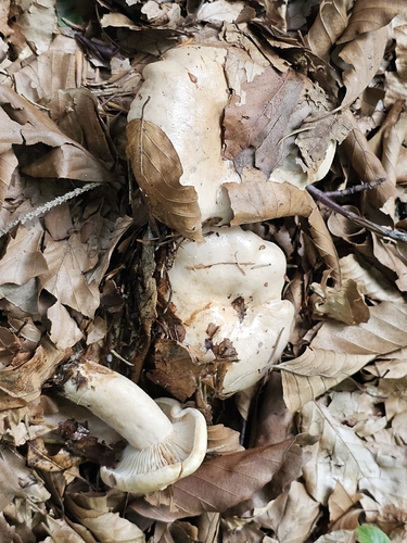 Pale Milkcap