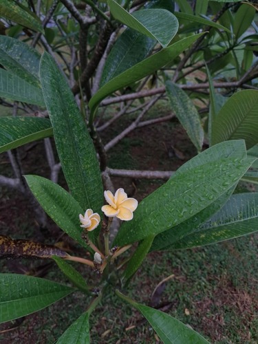 Mexican Plumeria
