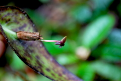 Pleurothallis peculiaris