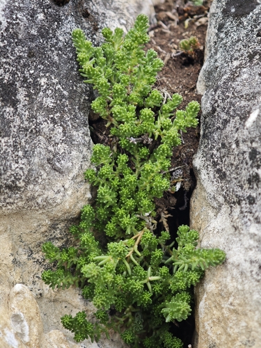 Tasteless Stonecrop