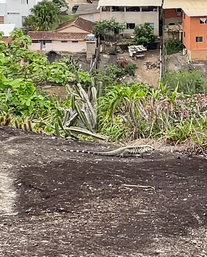 Argentine Black-and-white Tegu