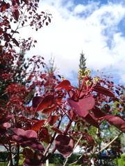 Euphorbia cotinifolia