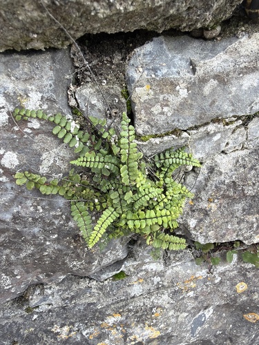 maidenhair spleenwort