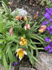 Tulipa urumiensis