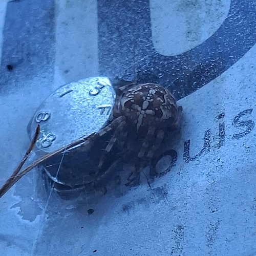 Cross Orbweaver