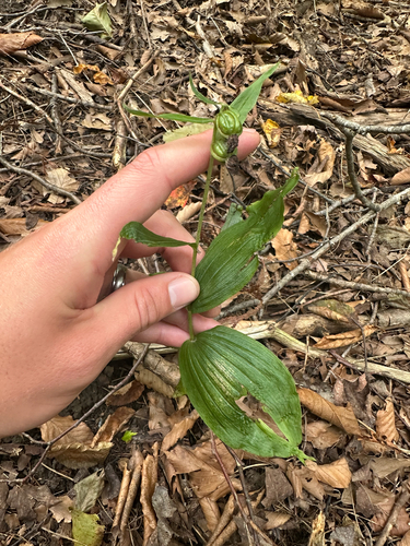 Broad-leaved helleborine