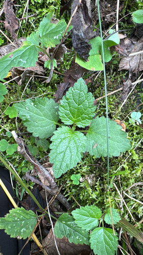 yellow archangel